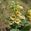 Digitalis grandiflor