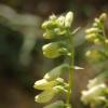 Digitalis lutea