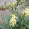 Digitalis lutea