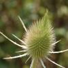 Dipsacus fullonum