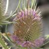 Dipsacus fullonum