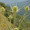 Dipsacus fullonum