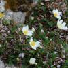 Dryas octopetala