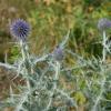 Echinops ritro