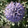 Echinops ritro