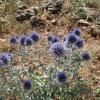 Echinops ritro