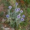 Echinops ritro