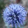 Echinops ritro