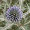 Echinops ritro