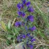 Echium vulgare