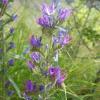 Echium vulgare