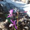 Epilobium angustifolium