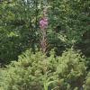 Epilobium angustifolium