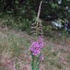 Epilobium angustifolium