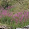 Epilobium angustifolium