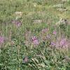 Epilobium angustifolium