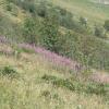 Epilobium angustifolium