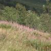 Epilobium angustifolium