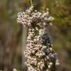 Erica arborea