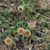 Erigeron alpinum