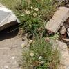 Erigeron alpinus