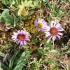 Erigeron alpinus