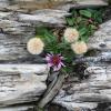 Erigeron alpinus