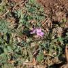 Erodium botrys