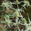 Eryngium campestre