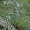 Eryngium spinalba