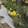 Erysimum burnatii