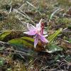 Erythronium dens-canis