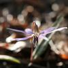 Erythronium dens-canis