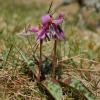 Erythronium dens-canis