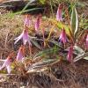 Erythronium dens-canis