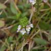 Euphrasia alpina