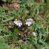 Euphrasia alpina