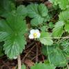 Fragaria vesca