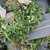 Galium helveticum