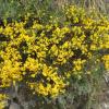 Genista cinerea