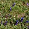 Gentiana acaulis