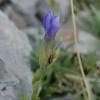 Gentiana barbata