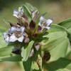 Gentiana cruciata