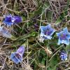 Gentiana ligustica