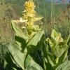 Gentiana lutea