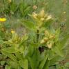 Gentiana punctata