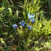 Gentiana verna