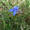 Gentiana verna