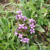 Gentianella campestris