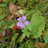 Geranium nodosum